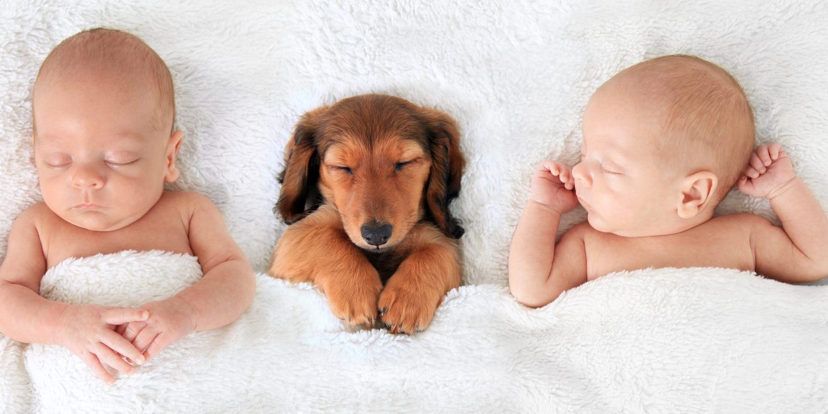Dois bebés e um cão a dormir cobertos por edredão branco felpudo