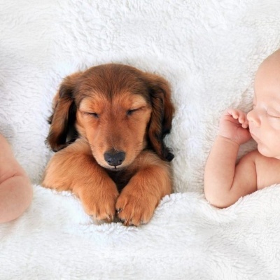 Dois bebés e um cão a dormir cobertos por edredão branco felpudo