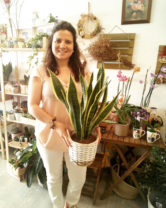 Mulher segurando planta Sansevieria em vaso de cesta branca em ambiente decorado com plantas e móveis de madeira