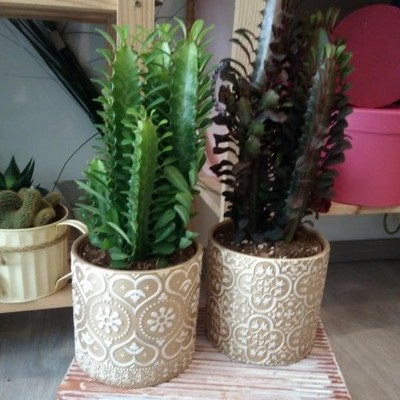 Vasos de cerâmica com plantas suculentas verdes e vinho em mesa de madeira