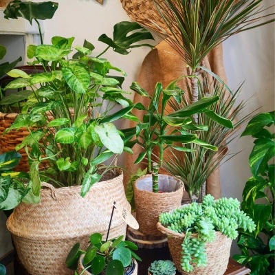 Plantas verdes em vasos de cestos de palha com decoração rústica ao fundo