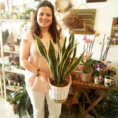 Mulher segurando planta Sansevieria em vaso de cesta branca em ambiente decorado com plantas e móveis de madeira