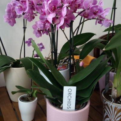 Orquídeas lilás em vasos cerâmicos sobre mesa de madeira.