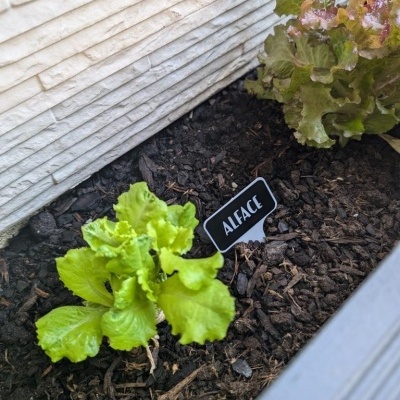 Planta de alface verde em solo escuro com etiqueta preta escrita ALFACE e alface avermelhada ao fundo