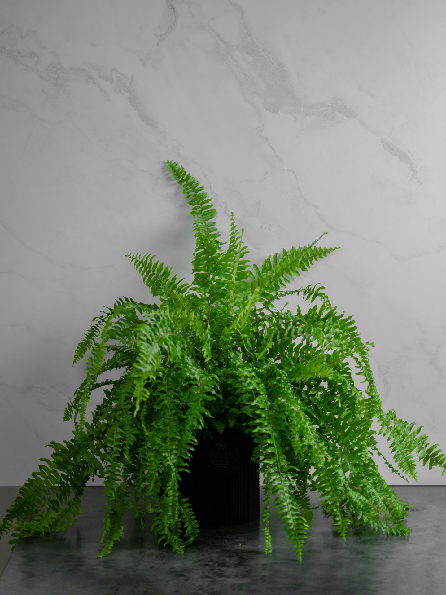 Samambaia_de_Boston_plantas_para_quartos_MariaCastanha