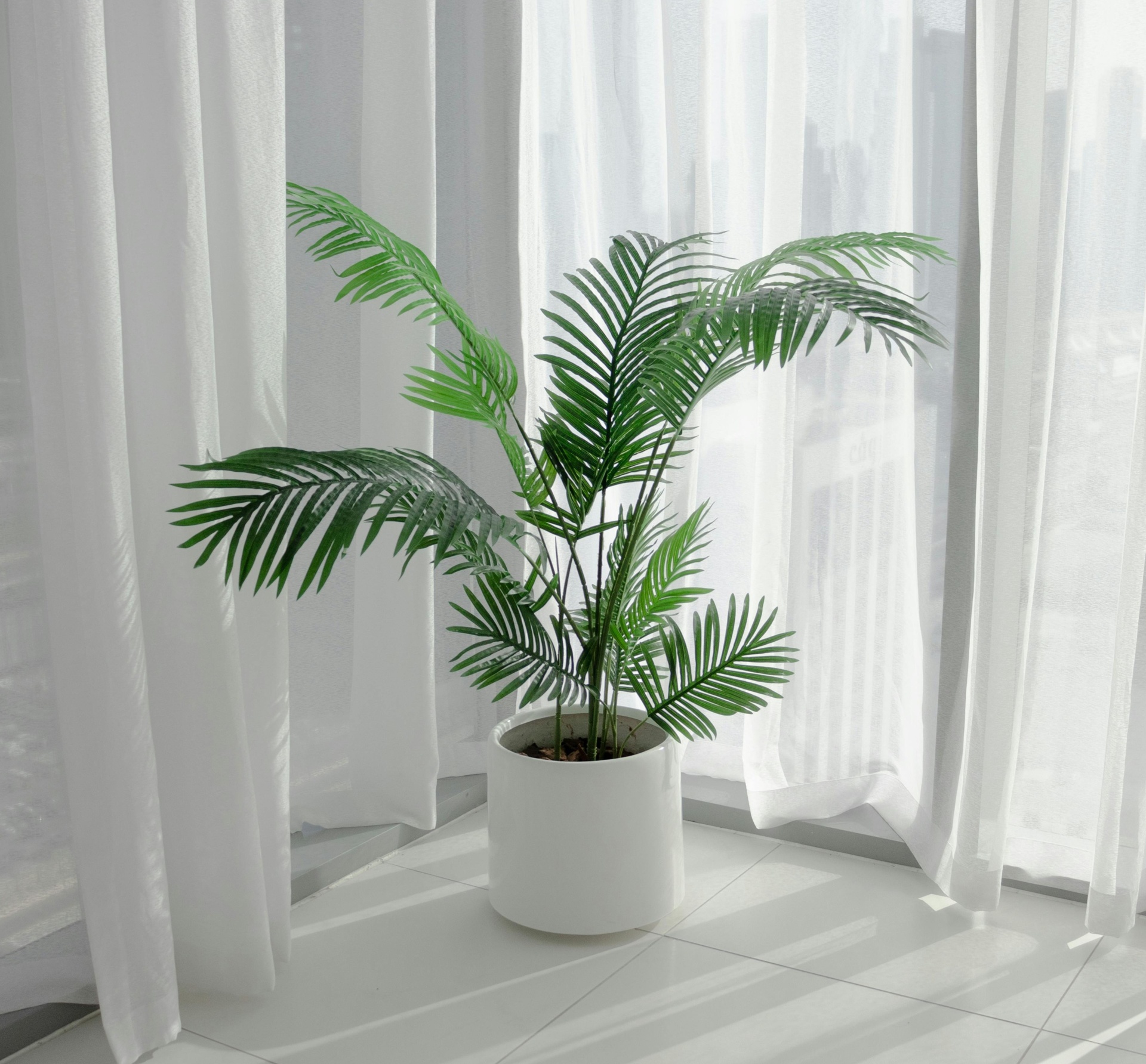 Palmeira_Areca_plantas_para_quartos_MariaCastanha