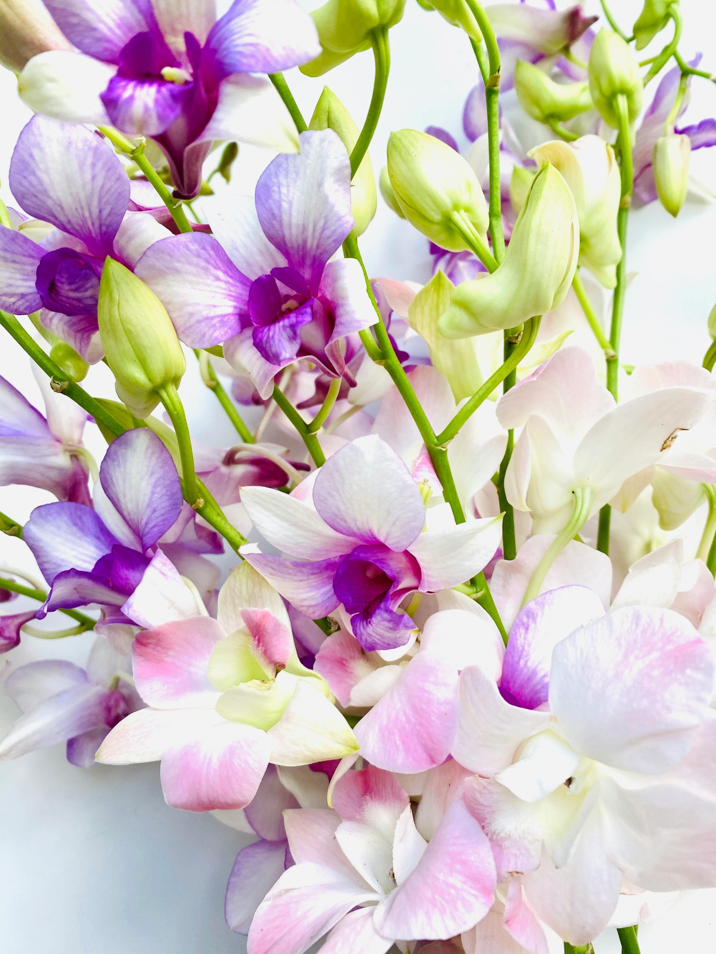 Orqu&iacute;dea_Dendrobium_plantas_para_quartos_MariaCastanha