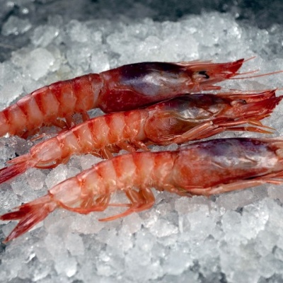 Três gambas vermelhas frescas sobre gelo picado
