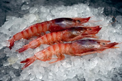 Três gambas vermelhas frescas sobre gelo picado
