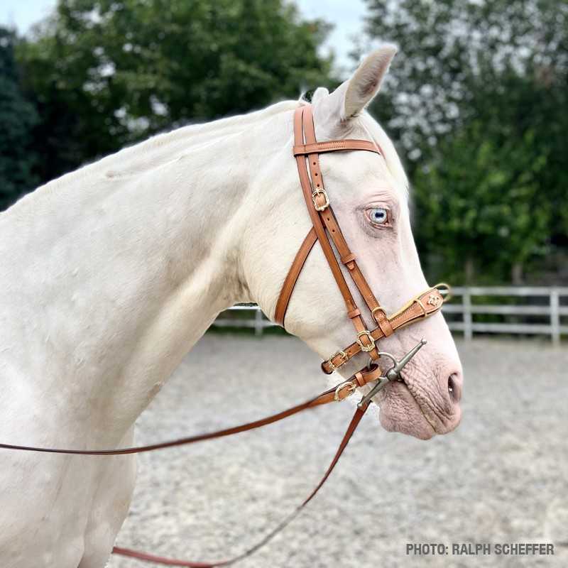 Cavalo branco com cabeçada castanha numa arena de areia