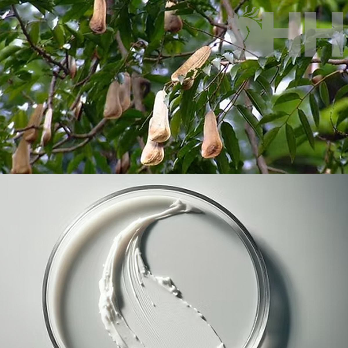 Frutos pendurados em árvore e creme branco em recipiente redondo.