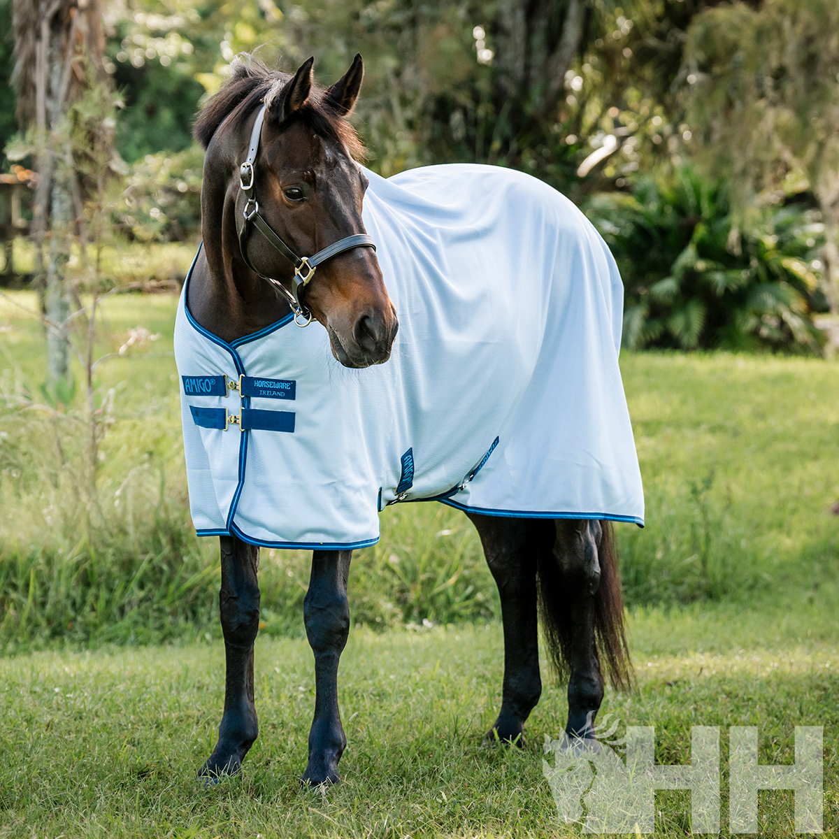 Cavalo castanho com cobertura branca e detalhes azuis em campo verde