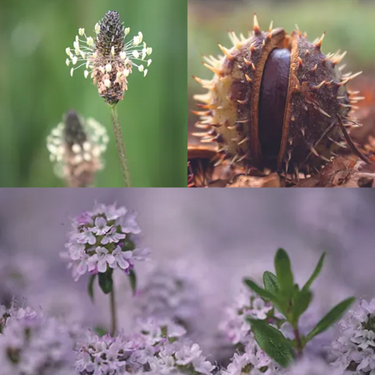 Colagem de flores e ouriço com castanha
