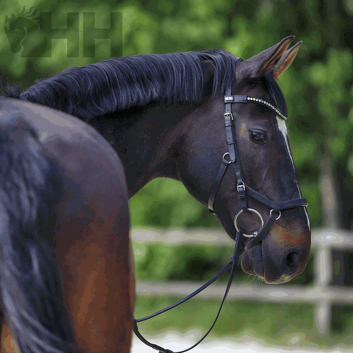 Cavalo castanho com cabeçada preta e enfeite brilhante, com vegetação ao fundo