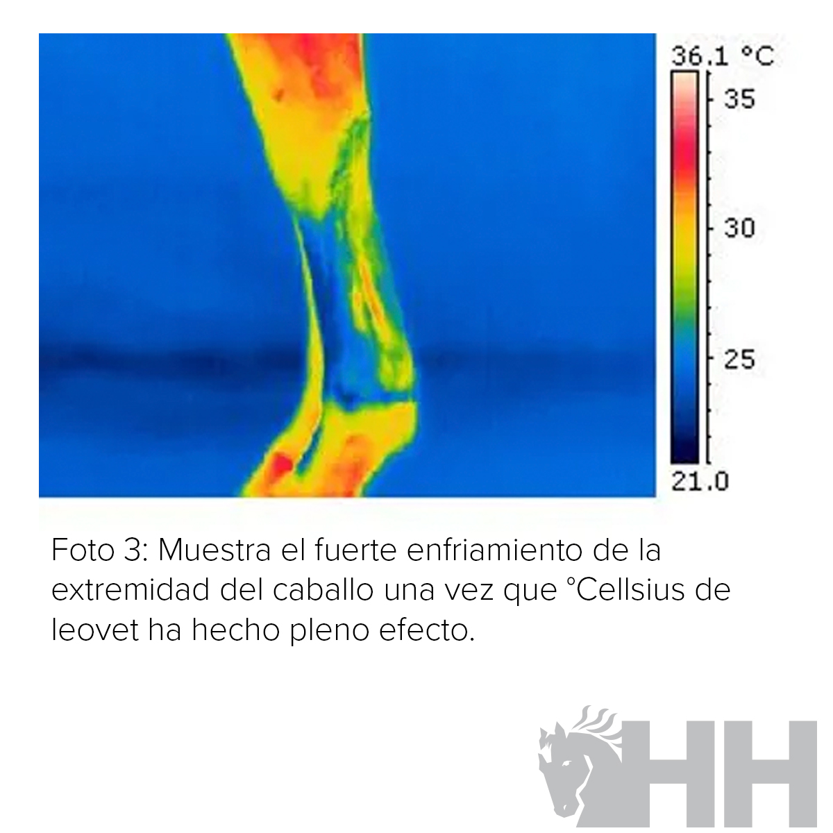 Imagem térmica a cores de perna de cavalo com escala de temperatura e texto explicativo