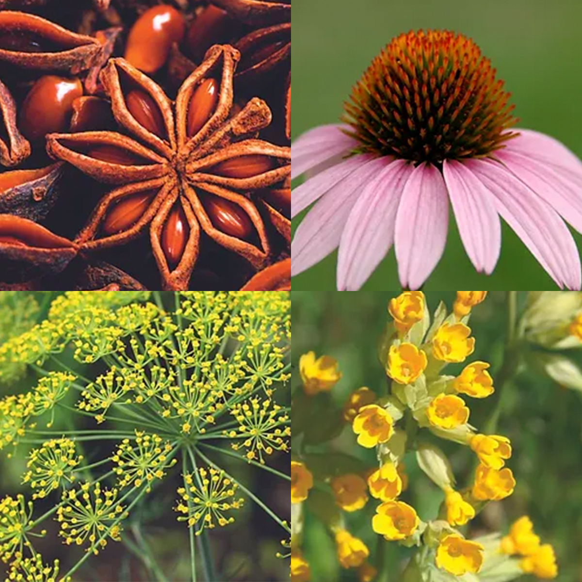 Quatro imagens de especiarias e flores em quadrantes distintos, incluindo anis estrelado, flor de cone rosa, erva com flores amarelas pequenas.