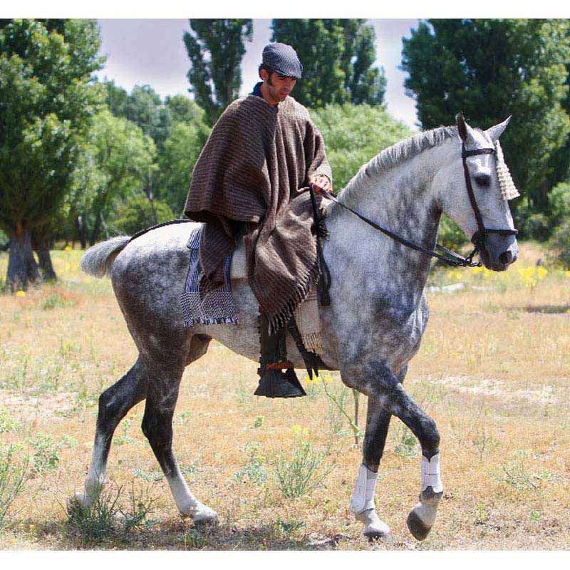 Homem com poncho e boina montado em cavalo cinzento com aparelhagem tradicional