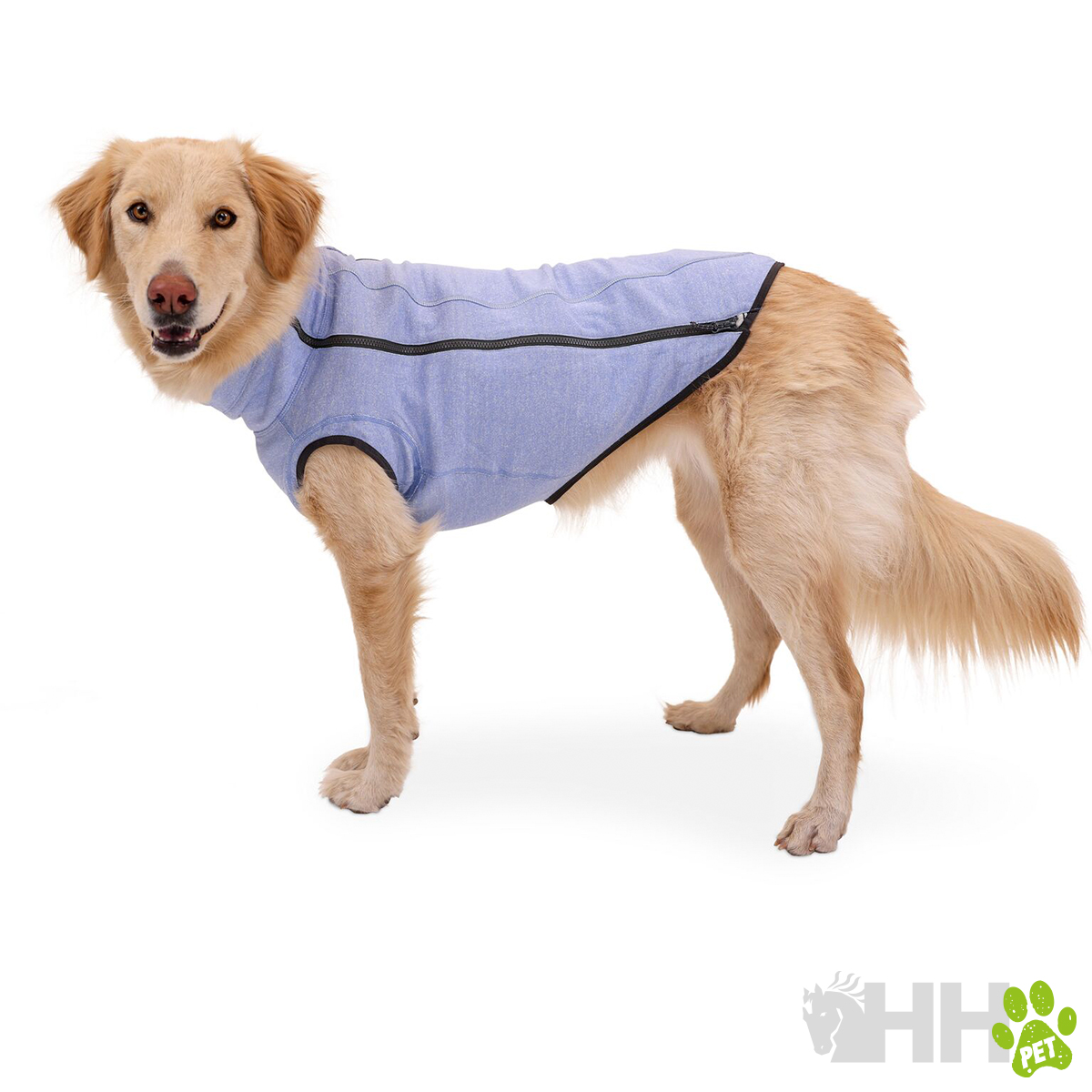 Cão com casaco azul claro com fecho preto em fundo branco