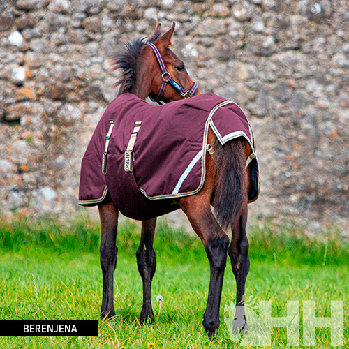 Cavalo jovem com manta berinjena com detalhes brancos em relva junto a muro de pedra.
