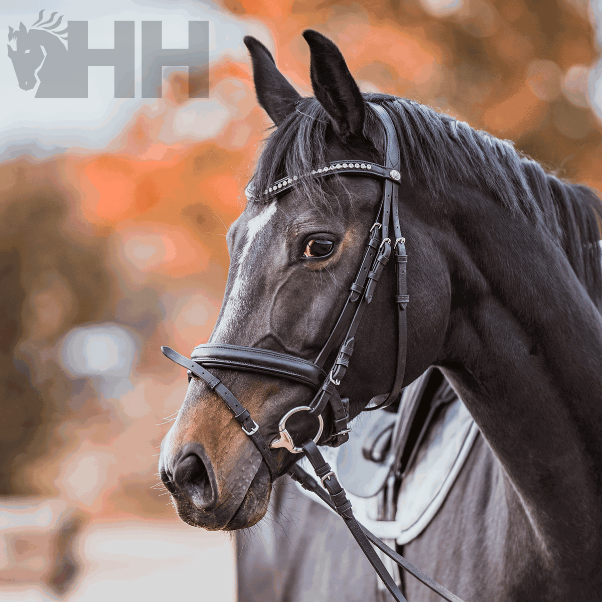 Cavalo castanho com cabedal preto e sela branca com logo HH ao fundo