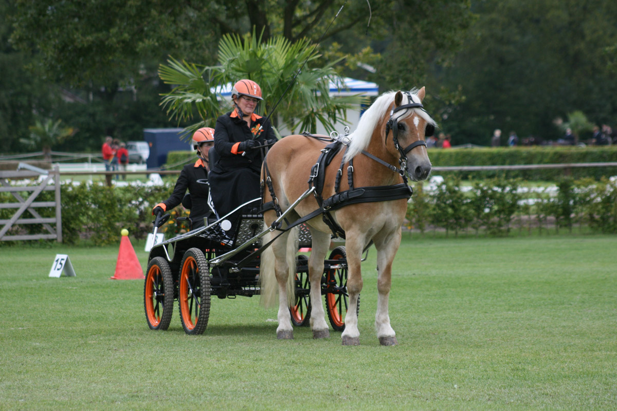 Carro de competição puxado por cavalo e condutores em campo verde