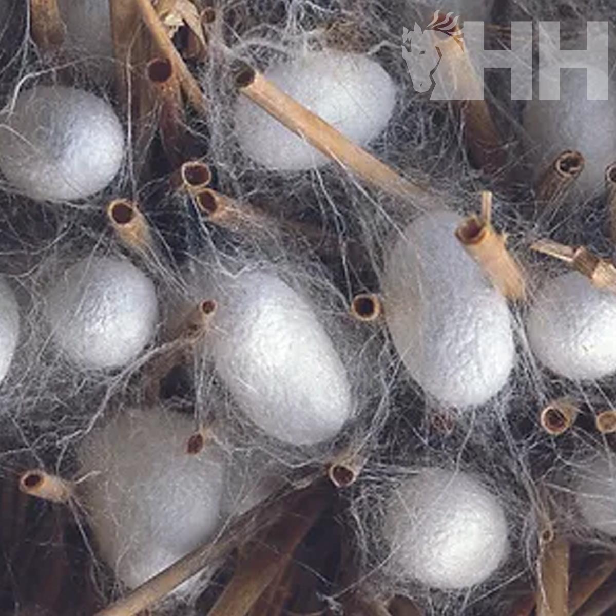 Casulos brancos sedosos presos a galhos finos castanhos com fiapos esbranquiçados