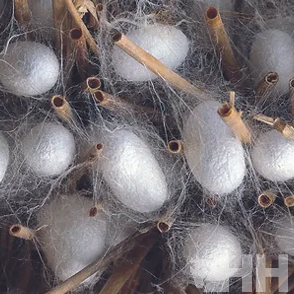 Capulhos de bicho-da-seda brancos com fios de seda e caules castanhos