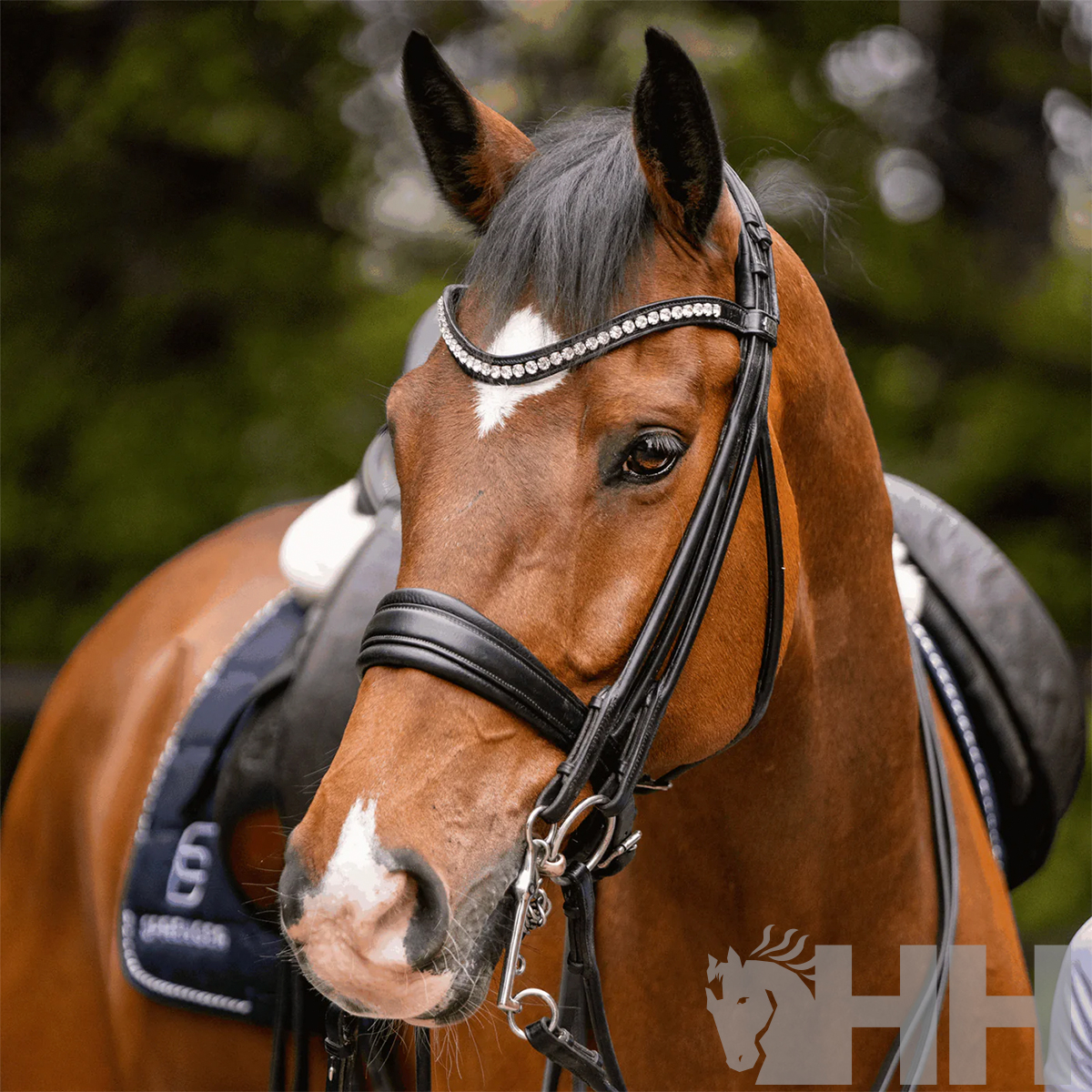 Cavalo castanho com bridão preto e sela preta