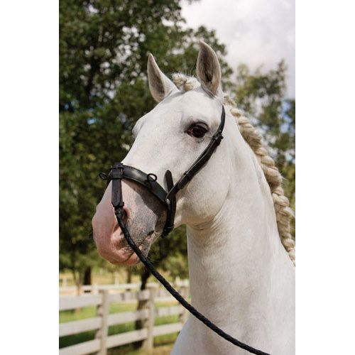 Cavalo branco com rédea preta e crina trançada ao ar livre