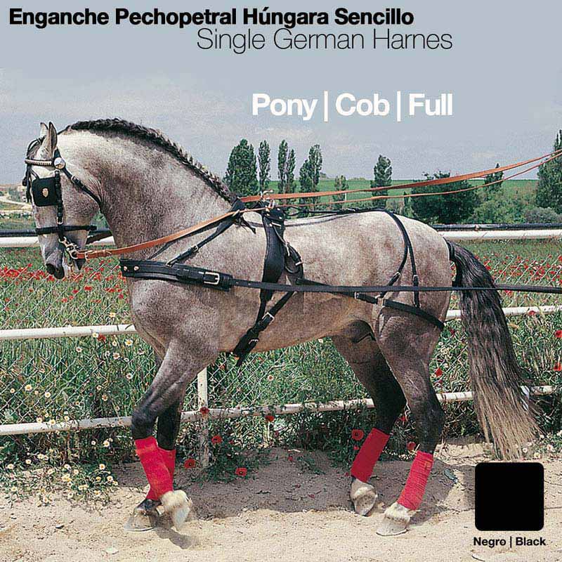 Cavalo cinzento com arreio de peitoral em pele preta e proteções vermelhas nas patas