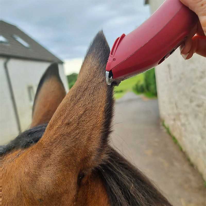 Máquina de aparar pêlos vermelha a aparar orelha de cavalo castanho ao ar livre