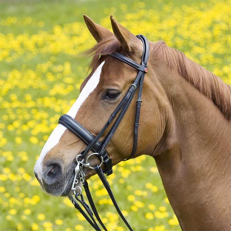 Cavalo castanho com freio preto em campo com flores amarelas