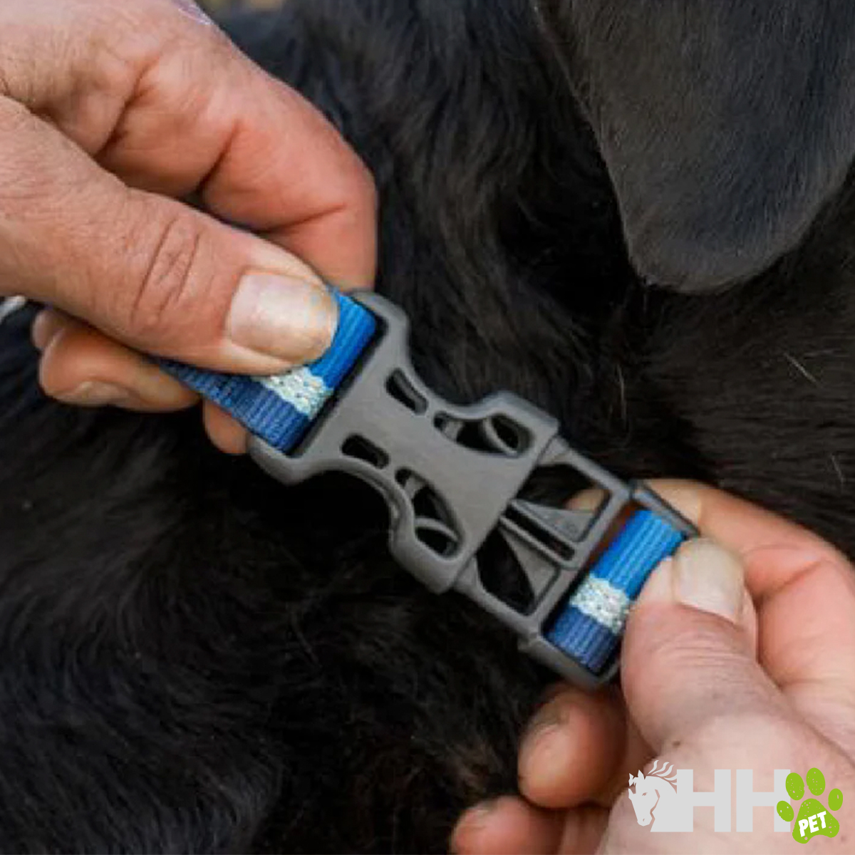 Colar azul com presilha preta sendo preso em cão de pelo preto