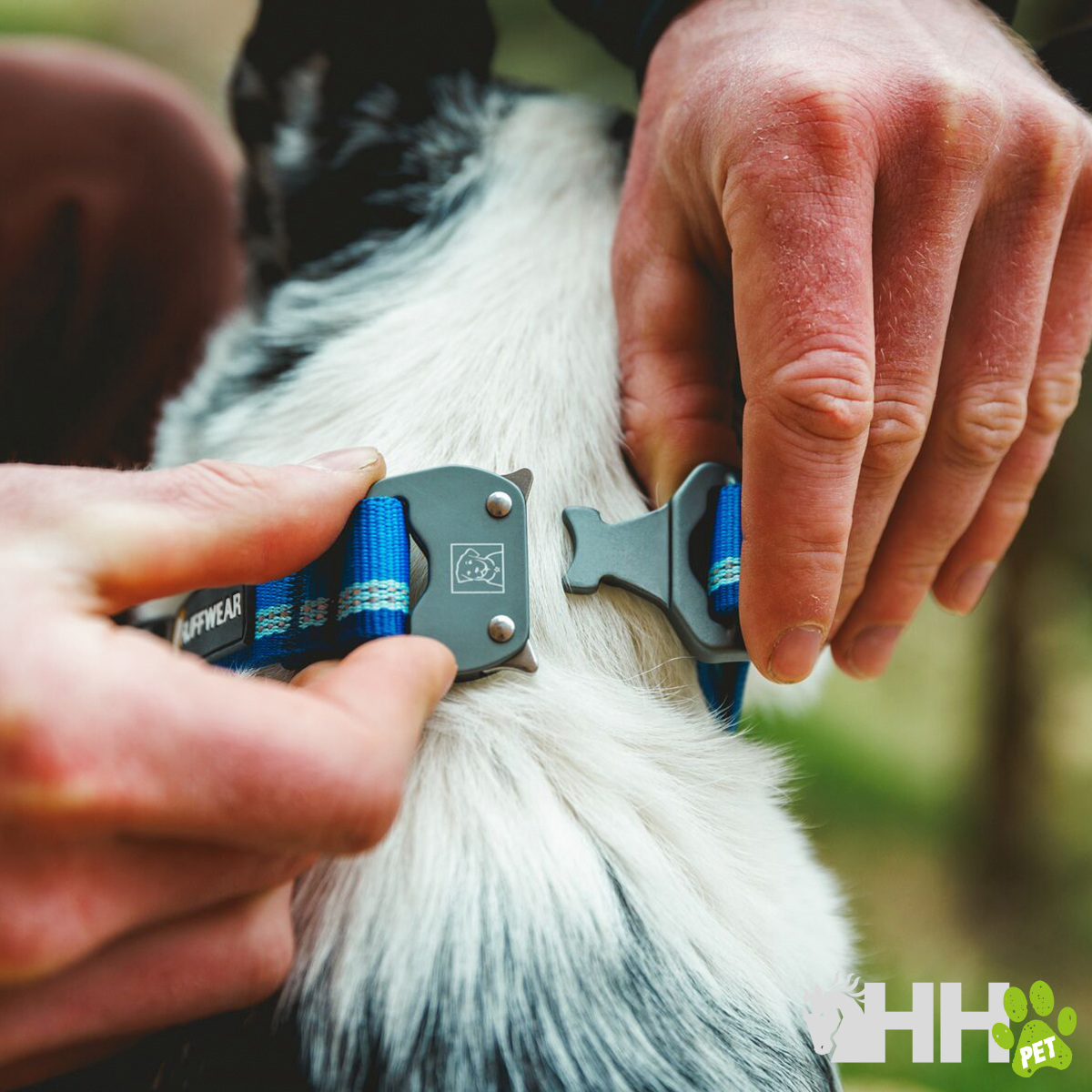 Colar azul para cão com fivela cinza no pescoço de cão branco e preto, com mãos humanas a prender a fivela