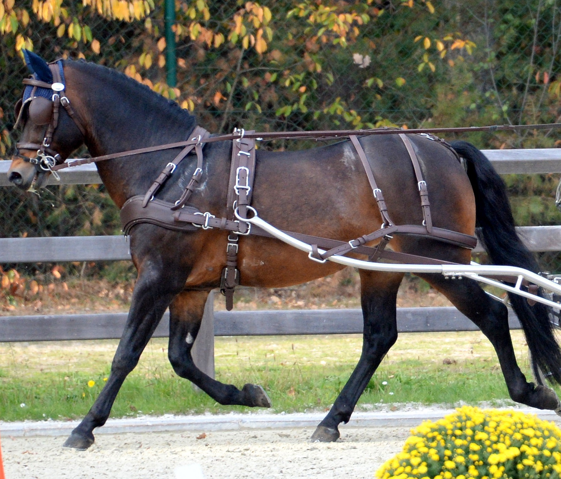 Cavalo castanho com arreios a puxar carro de corrida em pista