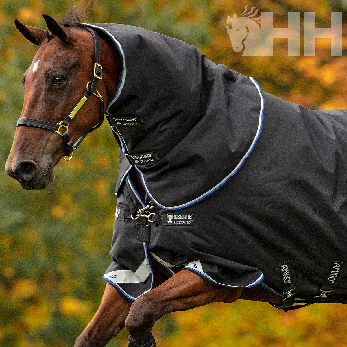 Cavalo com manta preta HORSEWARE IRELAND AMIGO BRAVO em fundo natural