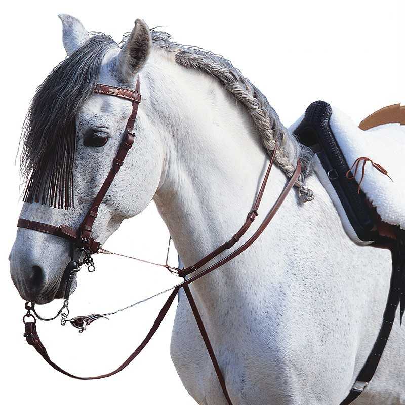 Cavalo branco com rédeas e sela de couro