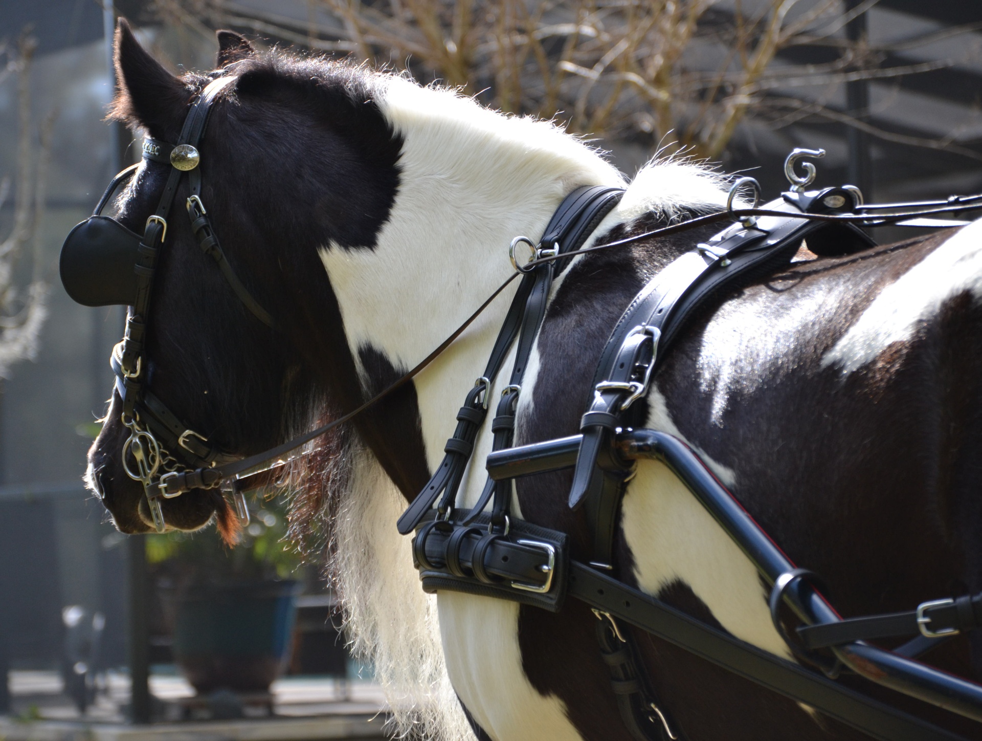 Cavalo preto e branco com arreios de couro preto