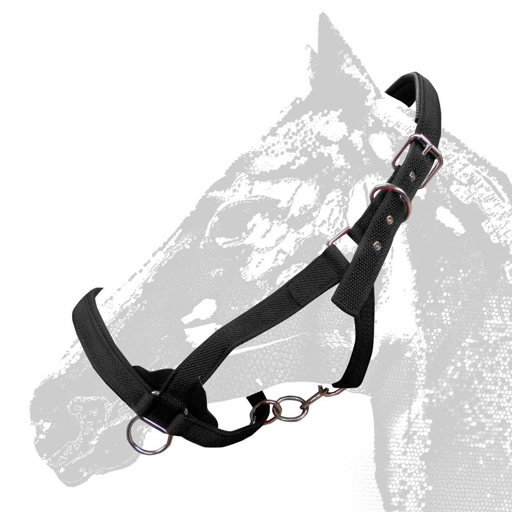 Cabresto de cavalo preto com fivelas metálicas num fundo branco