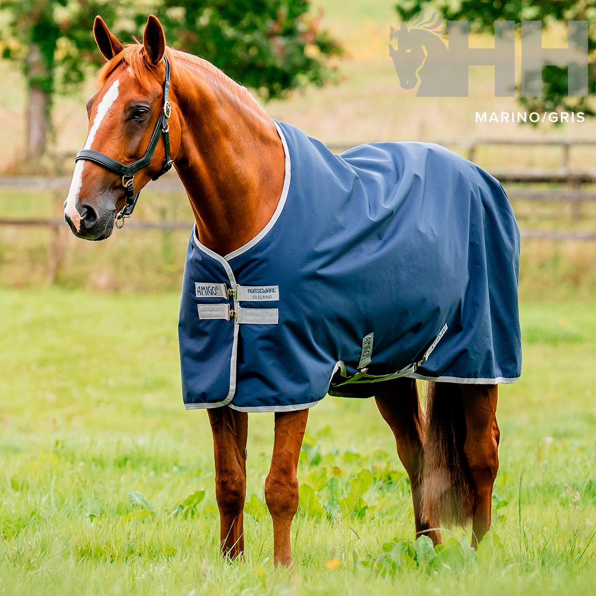 Cavalo castanho com manta azul-marinho e bridão preto numa área verde ao ar livre