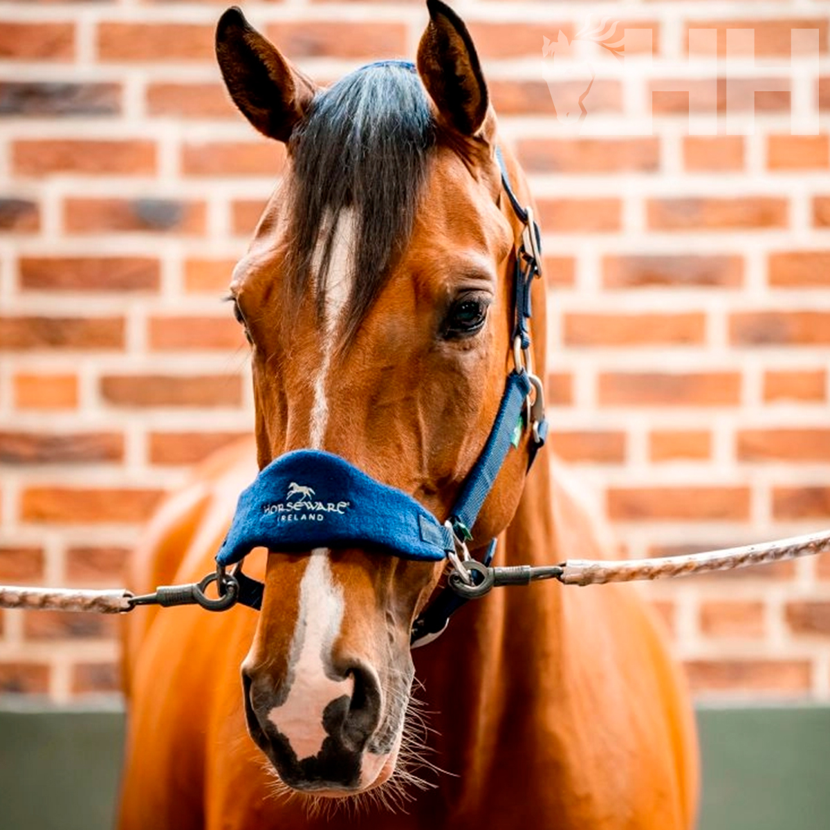 Cavalo castanho com peitoral azul com inscrição 'HORSEWARE IRELAND'