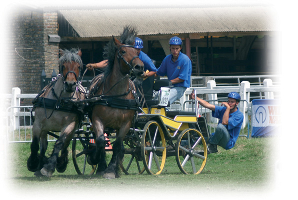 Carruagem desportiva amarela puxada por dois cavalos castanho-escuros com condutores em camisolas azuis