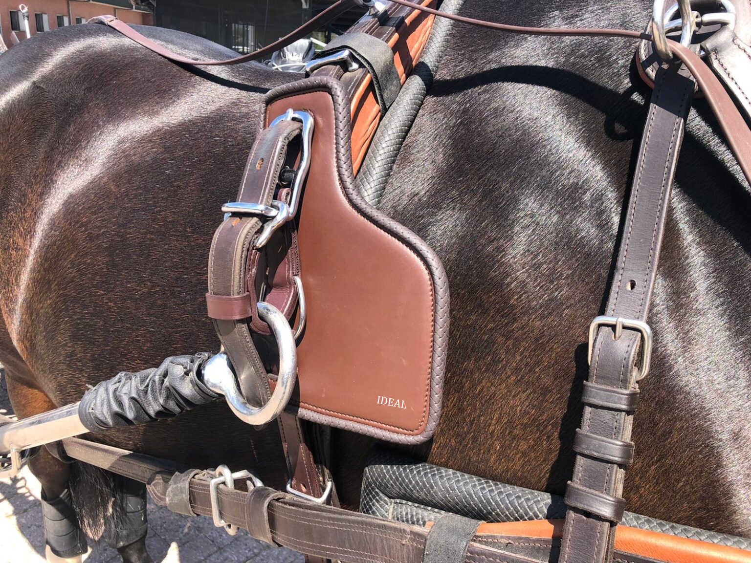 Sela de equitação castanha em cavalo castanho escuro com pelagem brilhante.