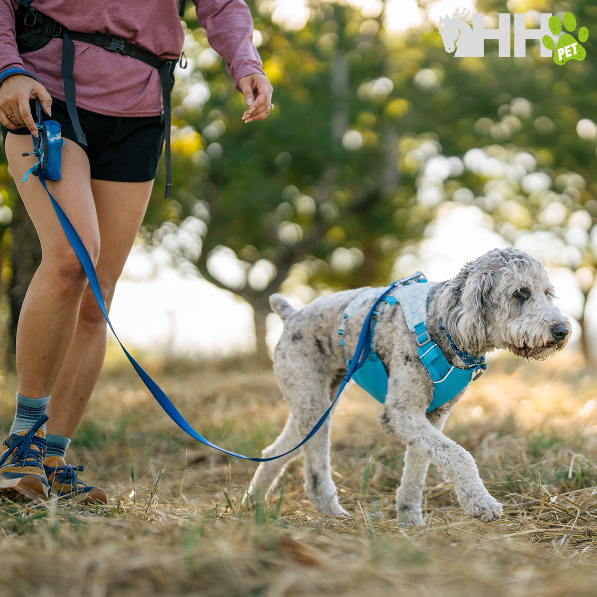 Cão com arnês azul e trela conduzido por pessoa a caminhar em ambiente ao ar livre
