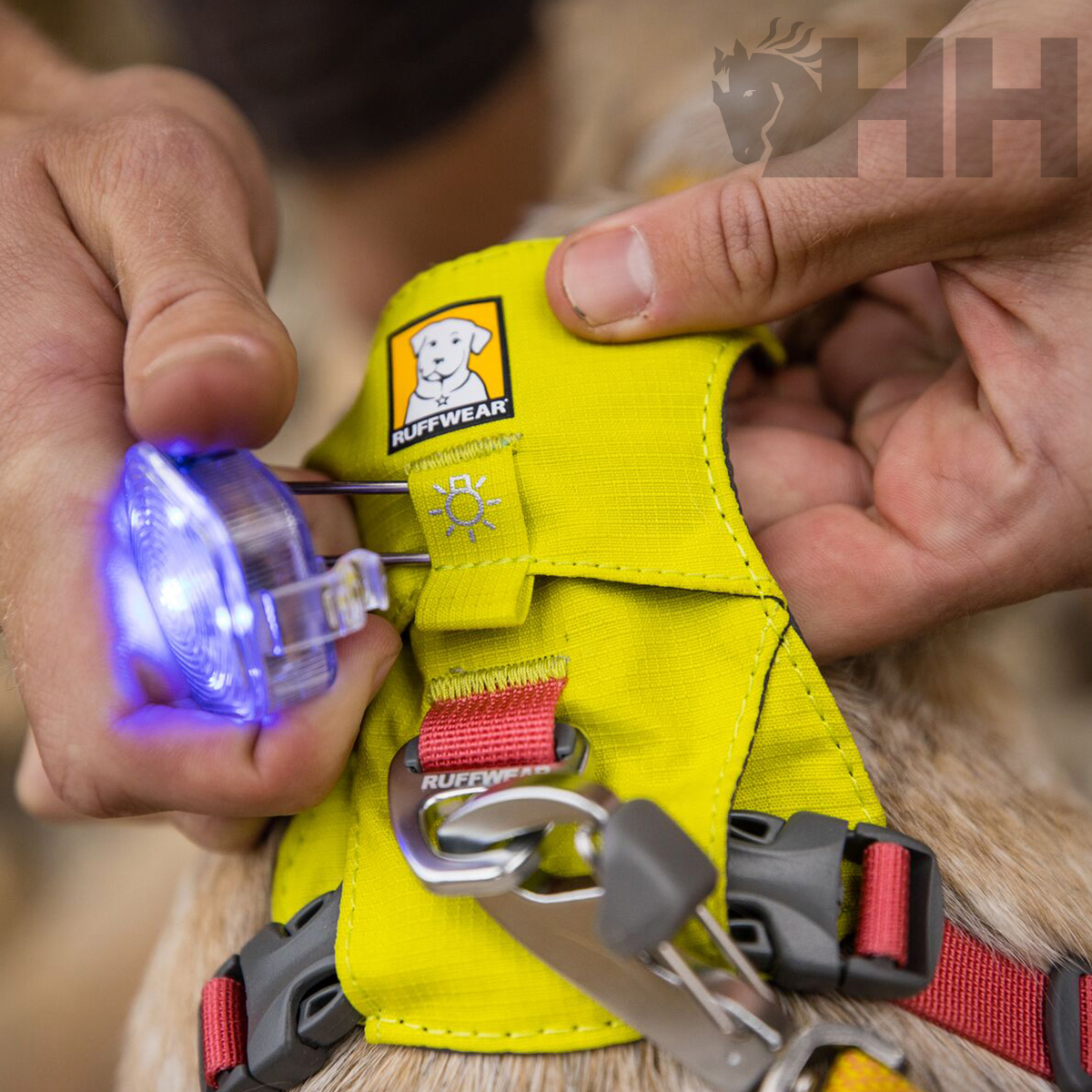 Coleira ou arnês amarelo para cão com luz azul ligada da marca Ruffwear