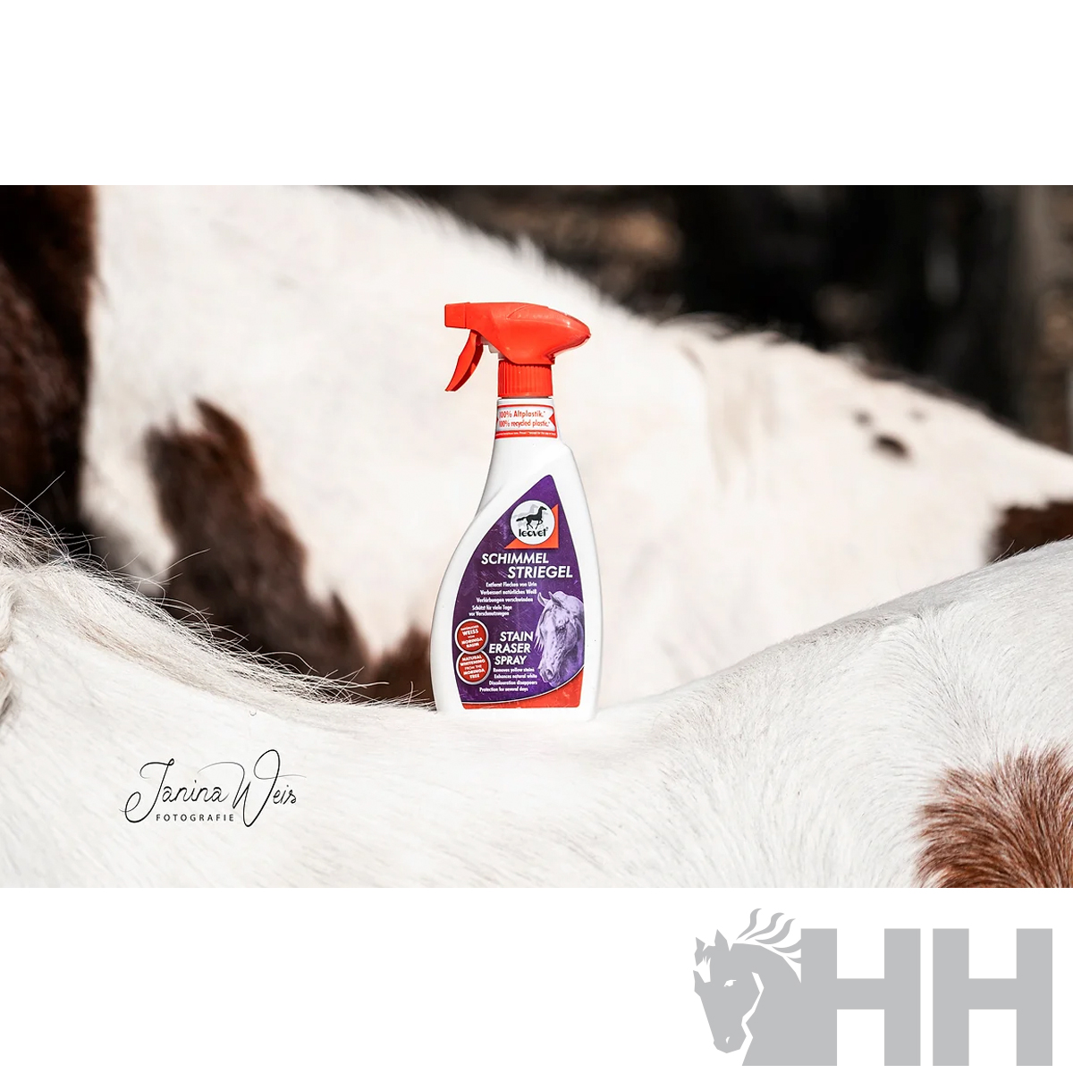 Spray para cascos de cavalo com rótulo roxo sobre cavalo branco com manchas castanhas.
