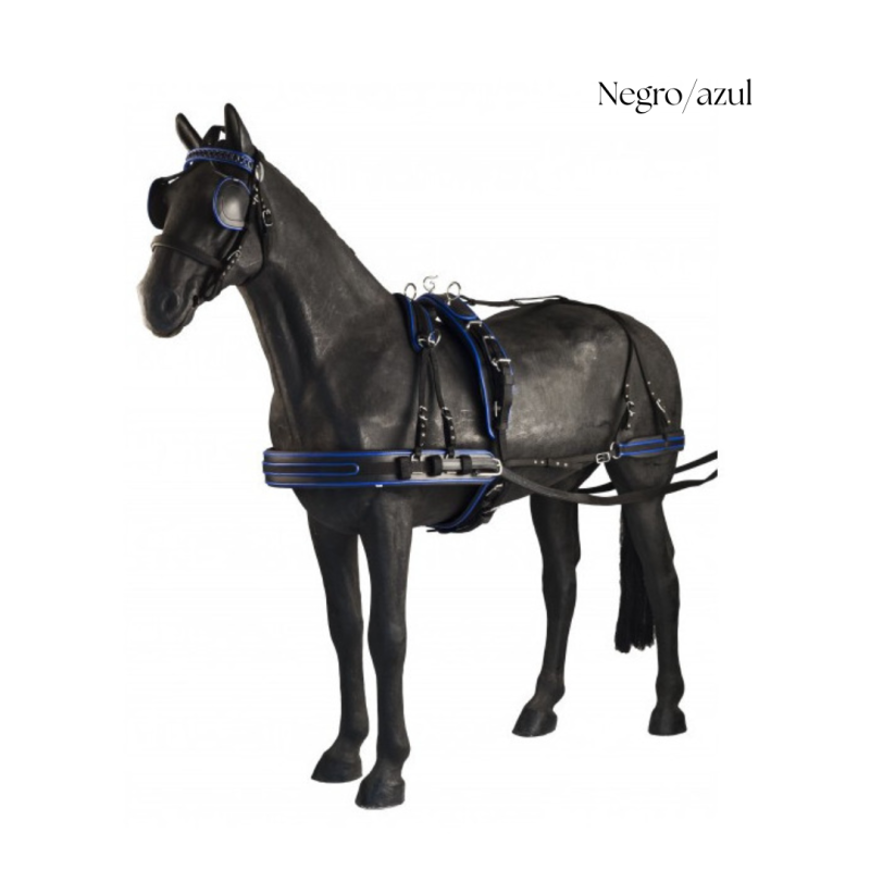Cavalo preto com arreios preto e azul em fundo branco