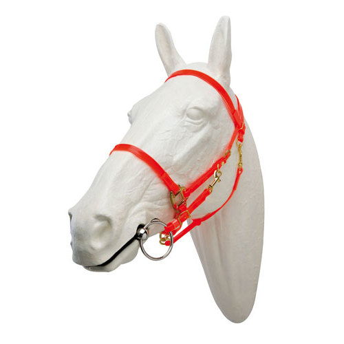 Cabeça de cavalo branco com cabresto vermelho
