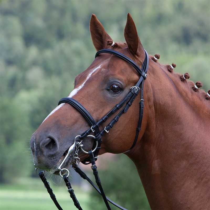Cavalo castanho com muserola preta e tranças no pescoço