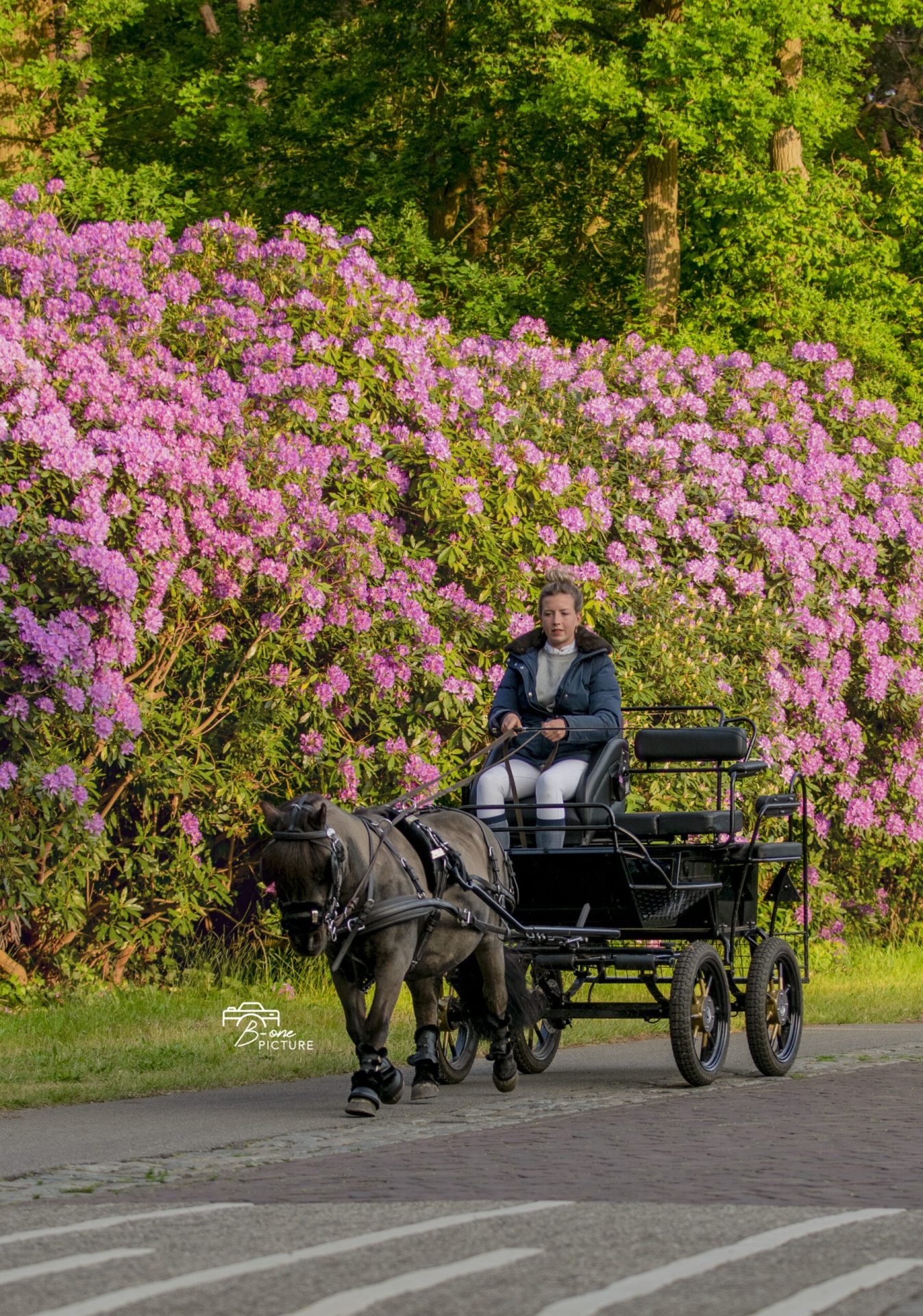 Carrinho preto puxado por cavalo preto e condutor com casaco azul e calças brancas em estrada com arbustos floridos
